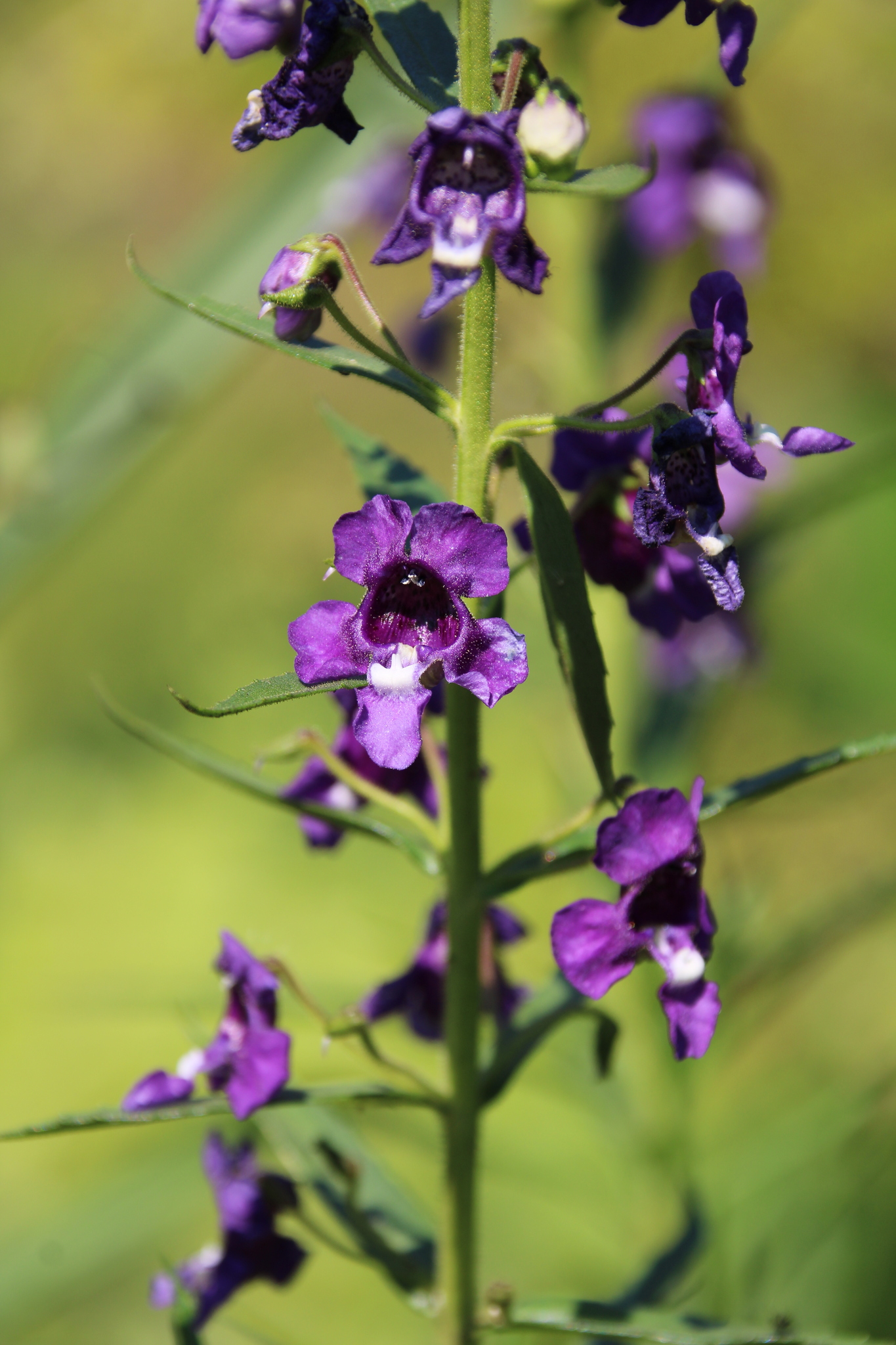Angelonia
