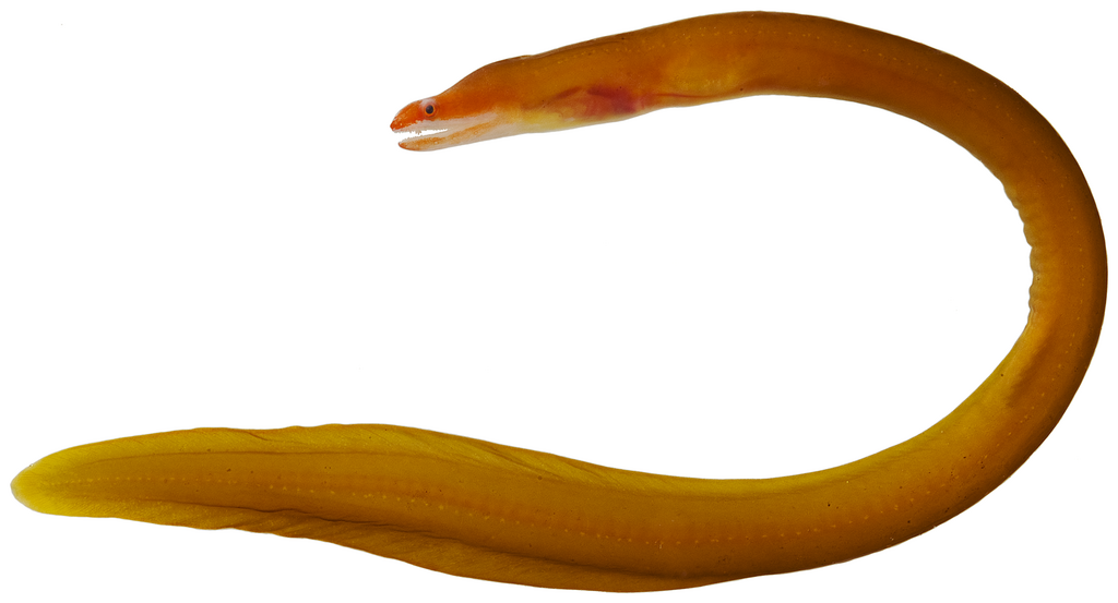Redface Moray