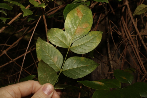 Image of Pandorea floribunda by (c) Greg Tasney, some rights reserved (CC BY-SA)