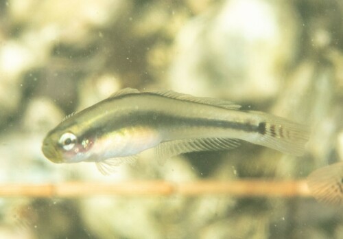 Margined dartfish (Parioglossus marginalis) — Microdesmidae — 5