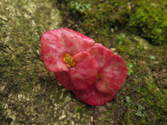 Euphorbia milii