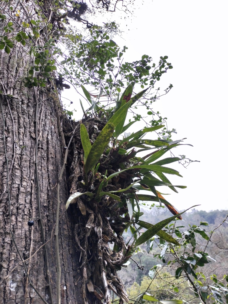 Maxillaria densa