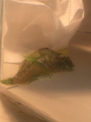 Oligocottus maculosus