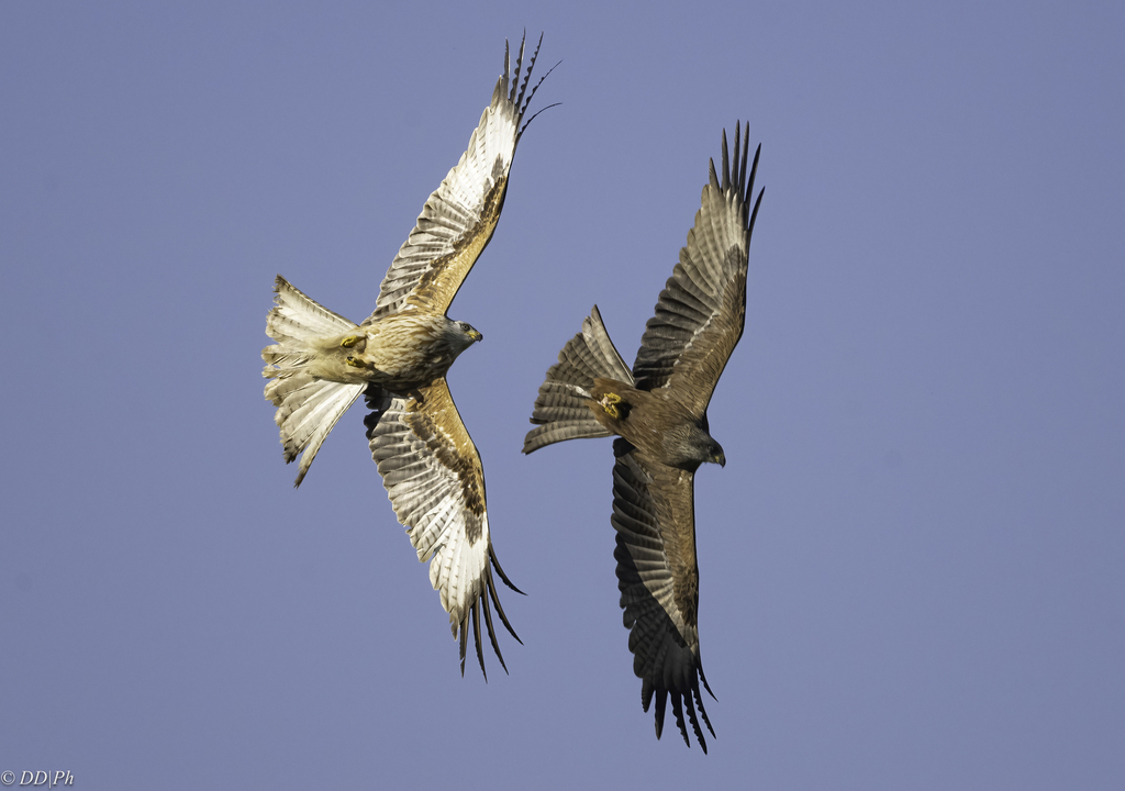 Milvus Kites