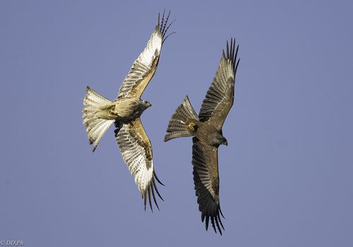 Milvus Kites