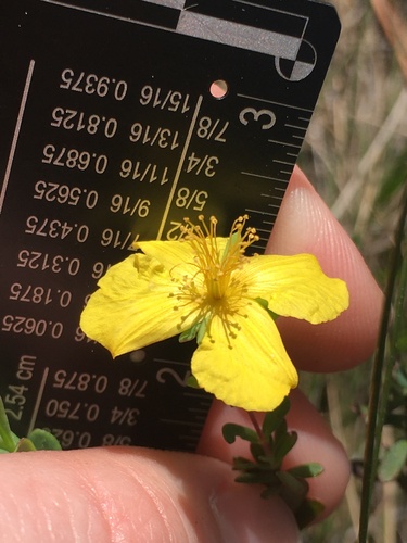 Flatwoods St. Johnswort (Hypericum microsepalum)