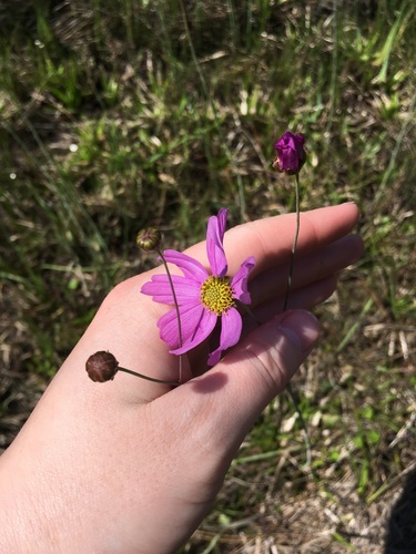 Image of Coreopsis nudata by (c) harrier, some rights reserved (CC BY)