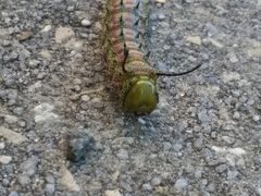 Anisota virginiensis