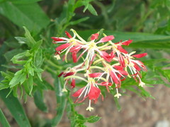 Oenothera suffrutescens