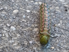 Anisota virginiensis