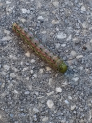 Anisota virginiensis