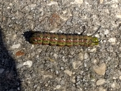 Anisota virginiensis