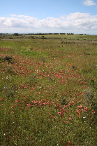 Romulea eximia