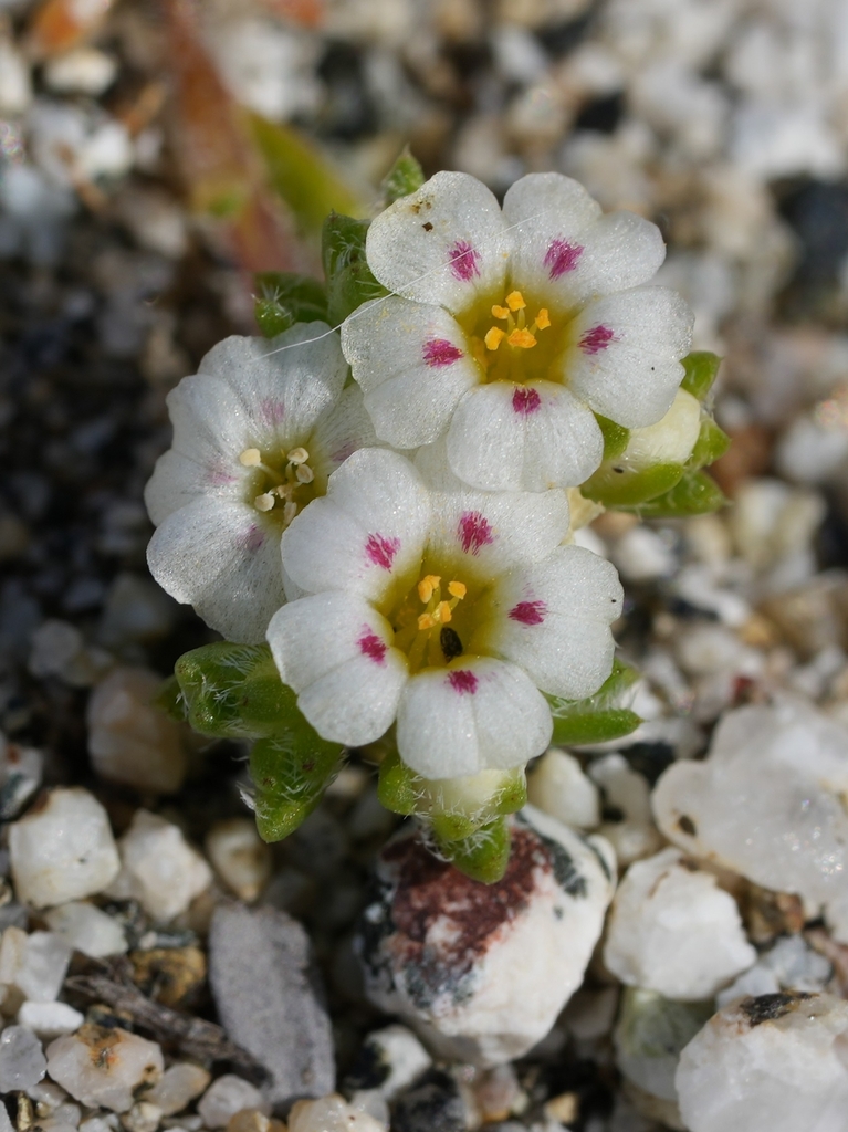 Little San Bernardino Mountains linanthus