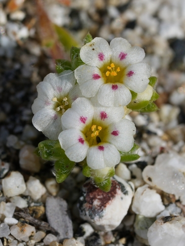 Linanthus maculatus