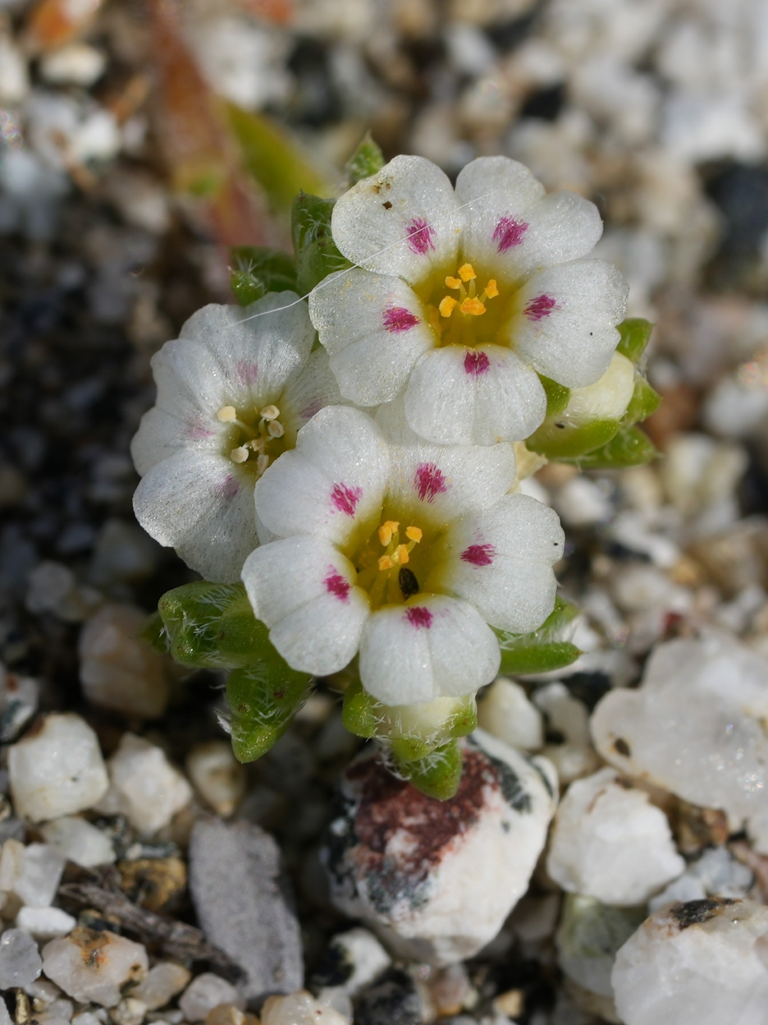 Linanthus maculatus