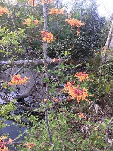 Image of Rhododendron austrinum by (c) harrier, some rights reserved (CC BY)