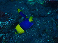 Centropyge bicolor