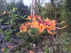 Rhododendron austrinum
