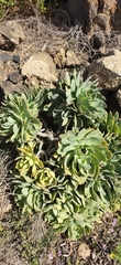 Aeonium lancerottense image