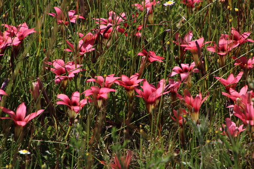 Romulea eximia