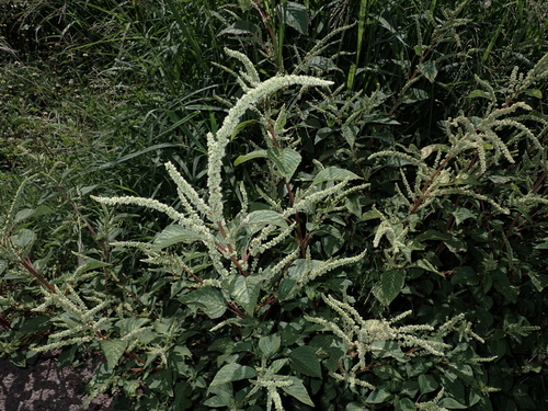 Amaranthus hybridus observed 2023-03-11