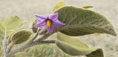 Solanum incanum