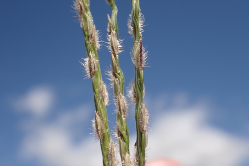 Digitaria bicornis, 2023-03-13