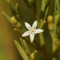 Olax stricta