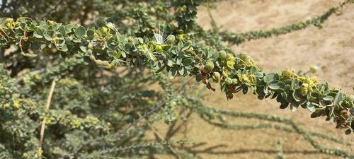 Maerua crassifolia