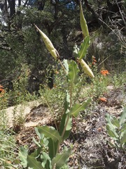 Asclepias elata