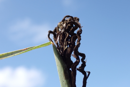 Ustilago cynodontis observed 2023-03-13