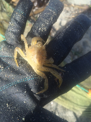 Telmessus cheiragonus