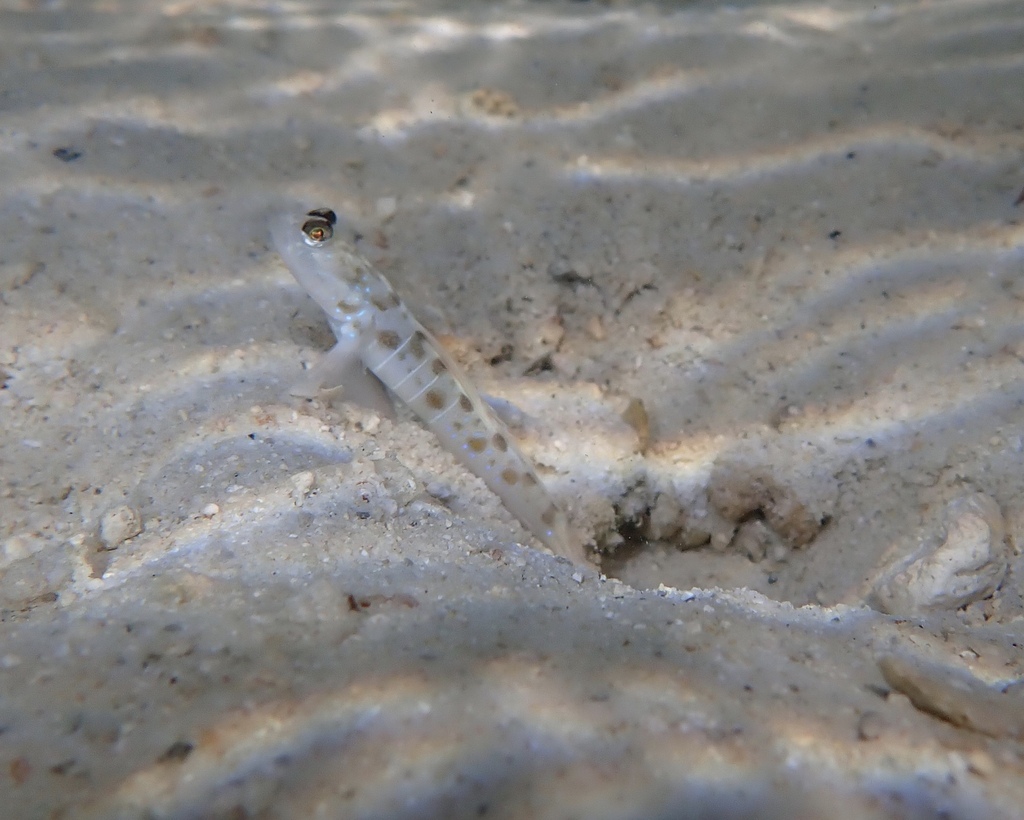 Hawaiian Shrimpgoby