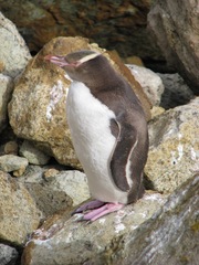 Megadyptes antipodes