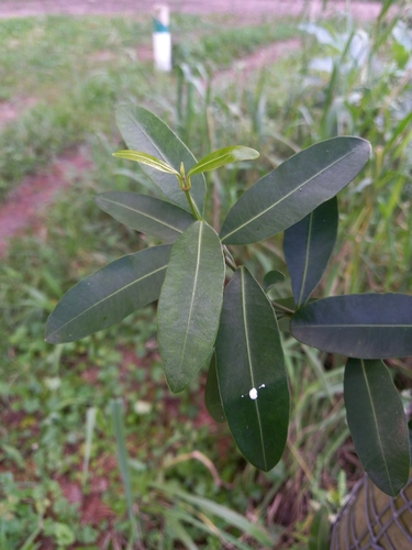 Fockea edulis