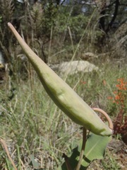 Asclepias elata