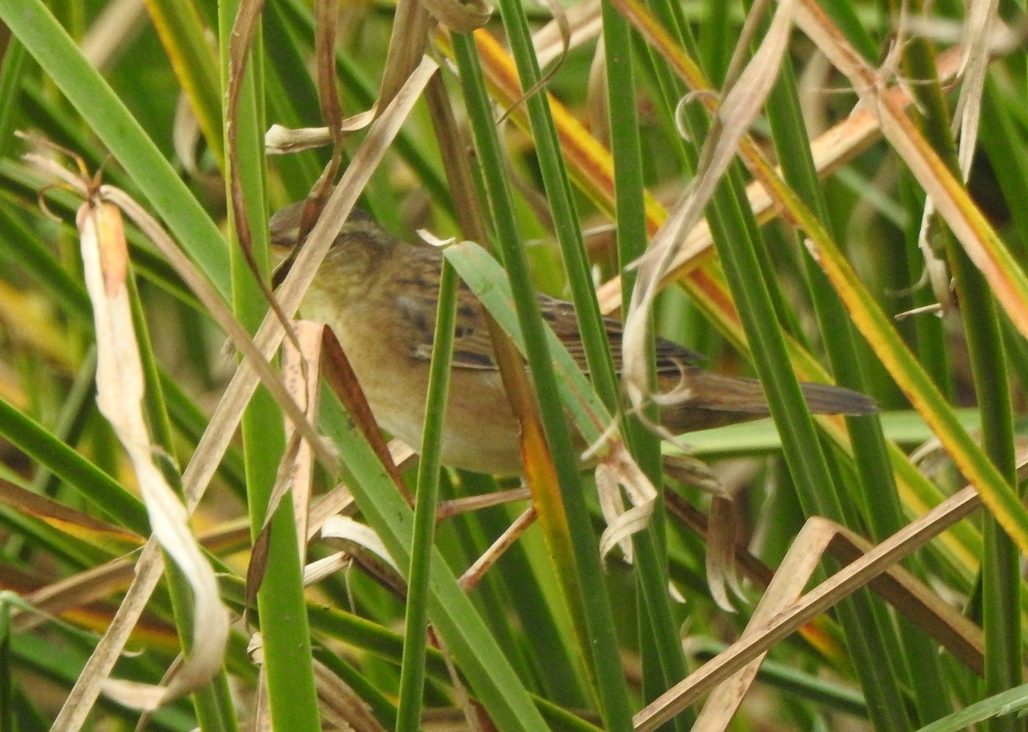 Pallas's Grasshopper Warbler