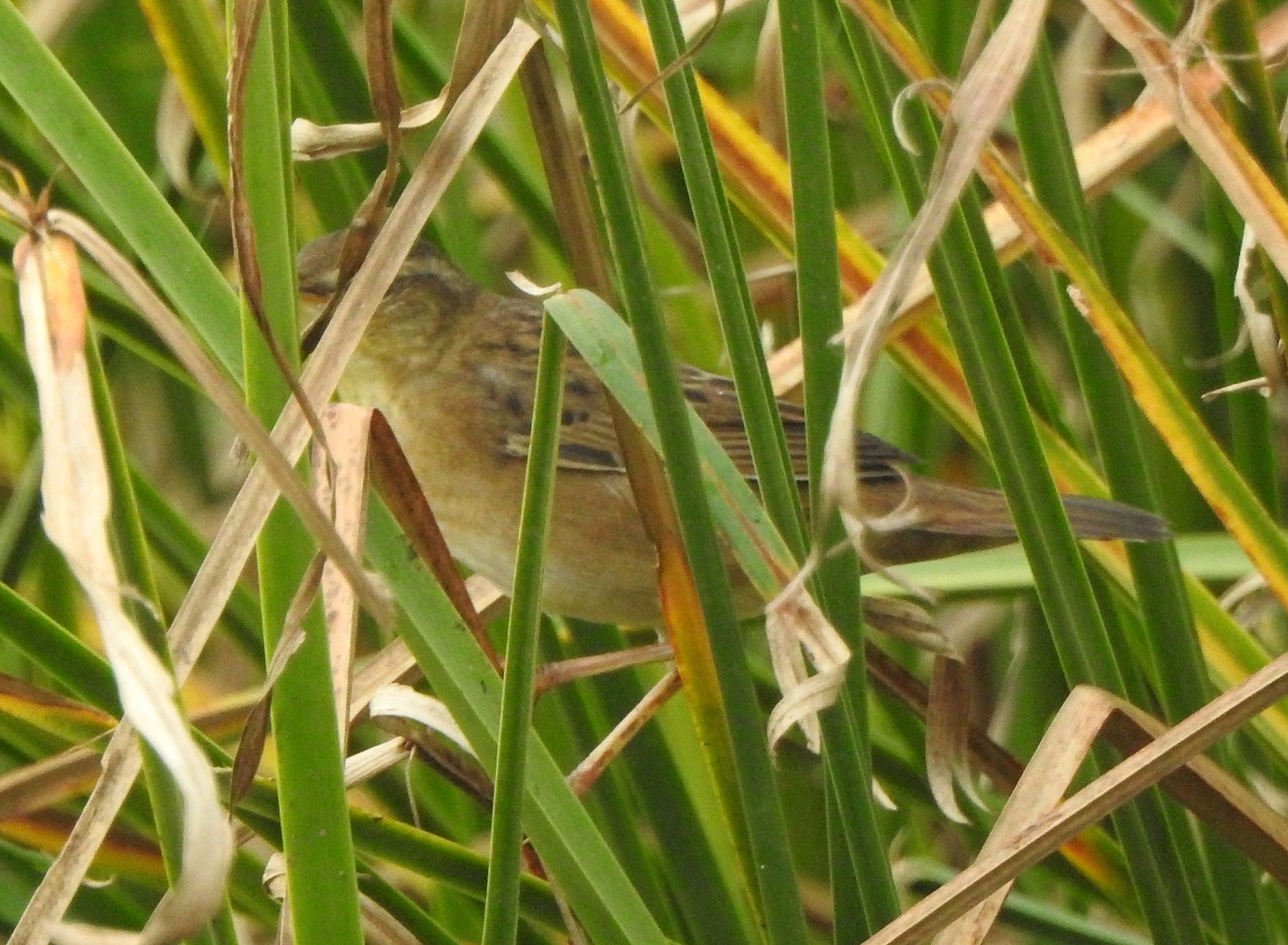 Pallas's Grasshopper Warbler