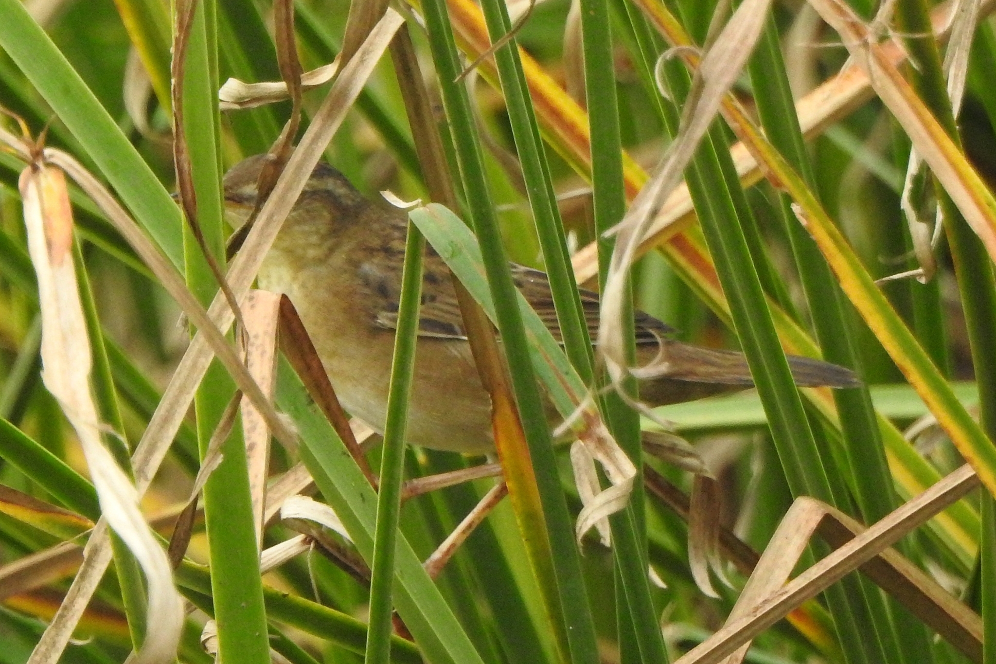 Pallas's Grasshopper Warbler