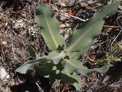 Asclepias elata
