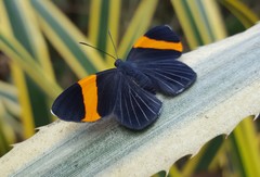 Panara soana