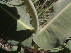 Asclepias elata