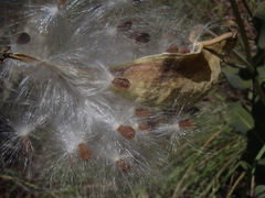 Asclepias elata