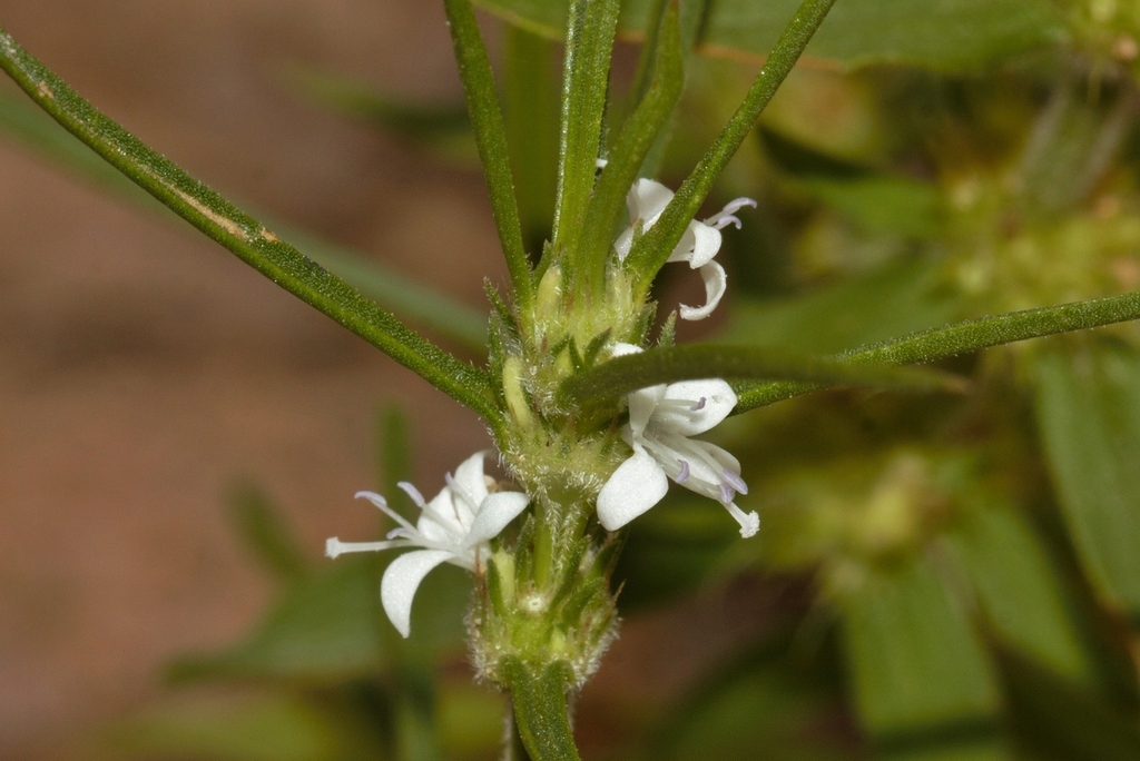 Spermacoce subvulgata