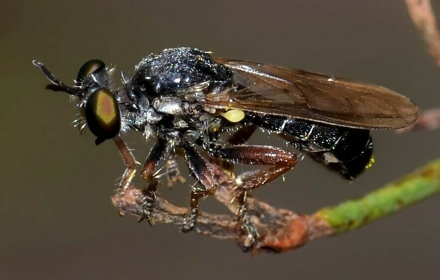 Scytomedes