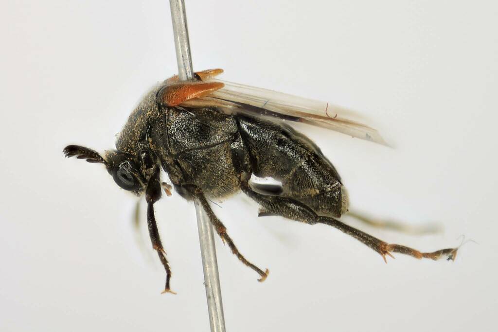 Ripiphorus columbianus