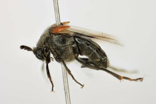 Ripiphorus columbianus