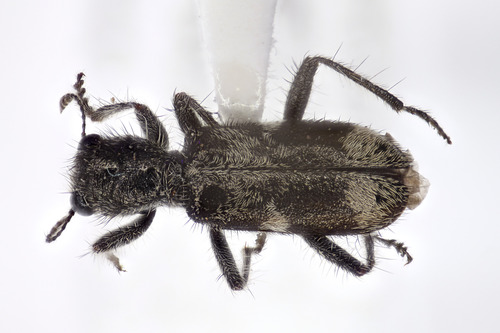 Blackbellied Clerid photo 3