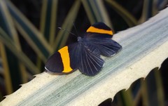 Panara soana